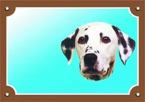 Farbschild Achtung Hund, Dalmatiner